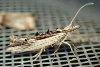 Ypsolopha scabrella