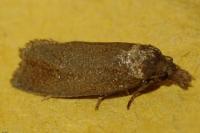 Phtheochroa inopiana