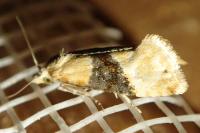 Eupoecilia ambiguella