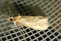 Phtheochroa inopiana