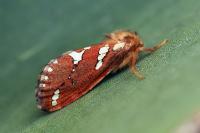 Phymatopus hecta