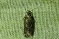 Hofmannophila pseudospretella