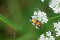 Nemophora fasciella