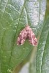 Anthophila fabriciana