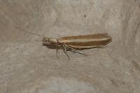 Pleurota aristella