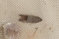Cydia pomonella