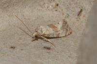 Neocochylis molliculana