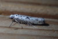 Yponomeuta plumbella