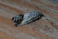 Cydia splendana
