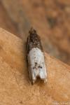 Notocelia roborana