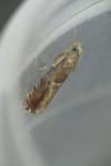 Epinotia tenerana