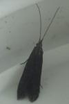 Coleophora