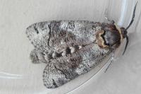 Cossus cossus