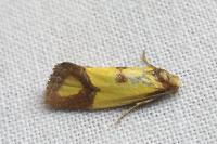 Agapeta zoegana