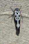 Ethmia quadrillella