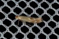 Bucculatrix maritima