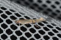 Cosmopterix lienigiella
