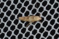 Mompha epilobiella