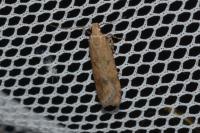 Pexicopia malvella