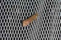 Crassa unitella