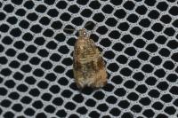 Celypha lacunana