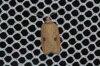 Acleris lorquiniana