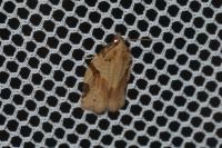 Clepsis spectrana