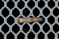 Bucculatrix maritima