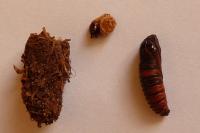 Sesia apiformis