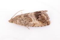 Cydia splendana