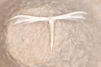 Pterophorus pentadactylus