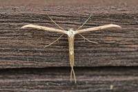 Emmelina monodactyla