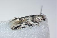 Recurvaria nanella