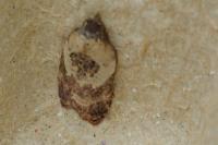 Acleris variegana