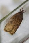 Agonopterix
