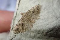 Alucita hexadactyla/bidentata