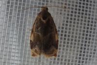 Archips xylosteana