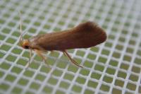 Crassa unitella