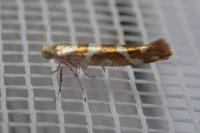 Argyresthia goedartella