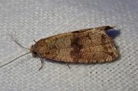 Celypha striana