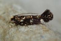 Eteobalea