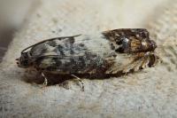 Pammene fasciana
