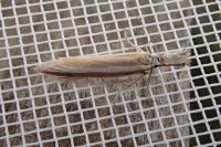 Pleurota aristella