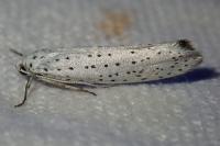 Yponomeuta evonymella