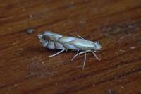 Phyllonorycter