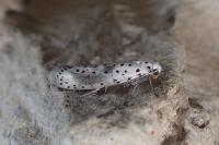 Yponomeuta irrorella