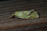 Agapeta hamana