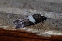 Recurvaria leucatella