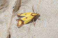 Agapeta zoegana