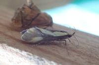 Harpella forficella